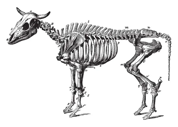 Esqueleto Buey Bovino Entrenado Como Animal Tiro Dibujo Línea Vintage — Vector de stock