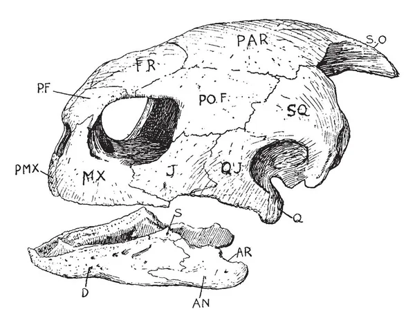 Черепаха Рисунок Винтажной Линии Гравировка — стоковый вектор
