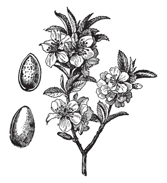 在这个意象中 花朵和果实都是杏仁树 复古线条画或雕刻插图 — 图库矢量图片
