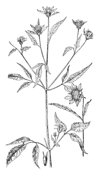 Espèce Virginia Snakeroot Est Communément Appelée Aristolochiaceae Ses Feuilles Sont — Image vectorielle