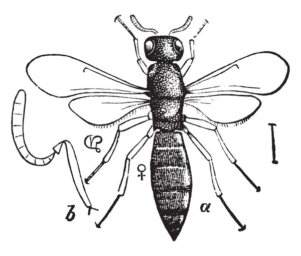 Scelio Proctotrypidae Ailesi Vintage Çizgi Çizme Veya Oyma Illüstrasyon Parazit — Stok Vektör