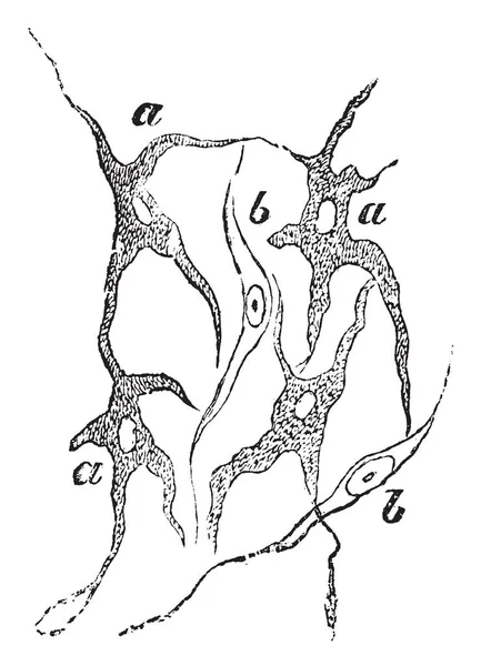 Рамифицированные Пигментные Клетки Ткани Сосудистого Слоя Глаза Рисунок Винтажной Линии — стоковый вектор