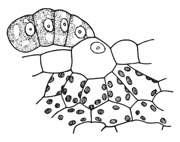 Una Imagen Muestra Brotes Flotantes También Conocidos Como Sparganium Fluctuans — Archivo Imágenes Vectoriales