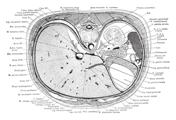 この図は 上部の腎臓 ビンテージの線描画や彫刻イラストを使ってトランクのクロス セクションを表します — ストックベクタ