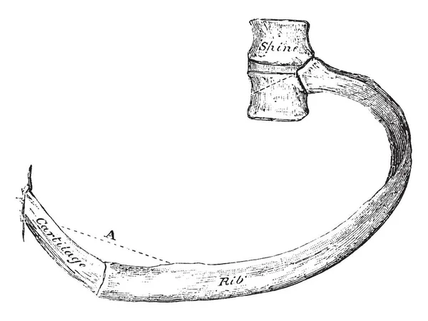 일러스트 레이이 빈티지 그림에 갈비뼈의 움직임을 나타냅니다 — 스톡 벡터