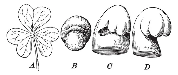 Muestra Desarrollo Hoja Oxalis Hojas Completas Hojas Subdesarrolladas Condición Más — Archivo Imágenes Vectoriales