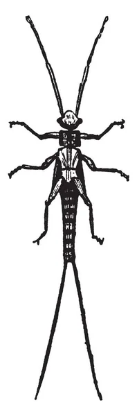 不完全な変身 ビンテージの線描画や彫刻イラストを受ける Nemoura の幼虫 — ストックベクタ