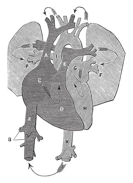 Диаграмма Представляет Циркуляцию Крови Рисунок Винтажных Линий Гравировка Иллюстрации — стоковый вектор