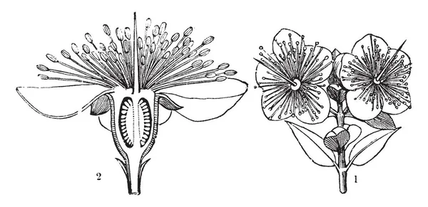 Mersin Çiçek Resmi Ortak Adı Myrtle Antik Yunanca Kelime Myrtos — Stok Vektör