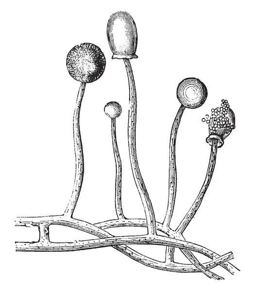 Agit Champignon Des Champignons Sinueux Angioridium Dessin Ligne Vintage Illustration — Image vectorielle