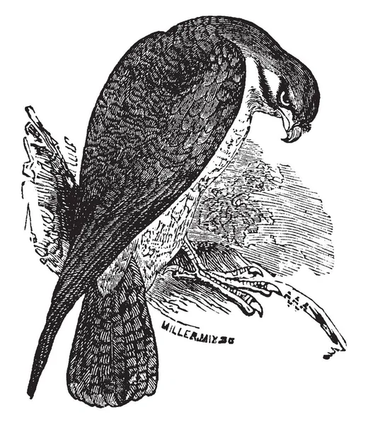 Faucon Est Oiseau Proie Célèbre Dessin Ligne Vintage Illustration Gravure — Image vectorielle