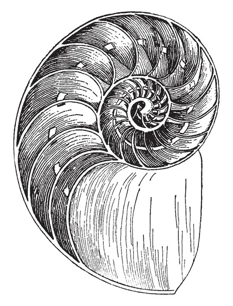 Nautilusschelp Een Pelagische Mariene Weekdieren Van Koppotigen Familie Nautilidae Vintage — Stockvector