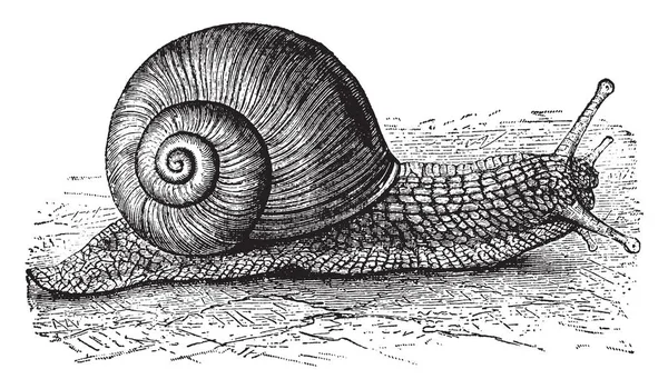 Helix Pomatia Una Especie Molusco Gasterópodo Neumático Terrestre Perteneciente Familia — Archivo Imágenes Vectoriales