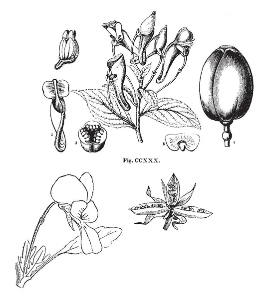 Цій Фотографії Зображені Насіння Фрукти Квітка Рослина Вінтажний Малюнок Лінії — стоковий вектор
