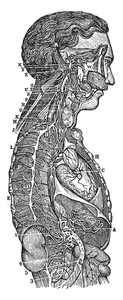 Esta Ilustração Representa Sympathetic Ganglions Sua Conexão Com Outros Nervos —  Vetores de Stock