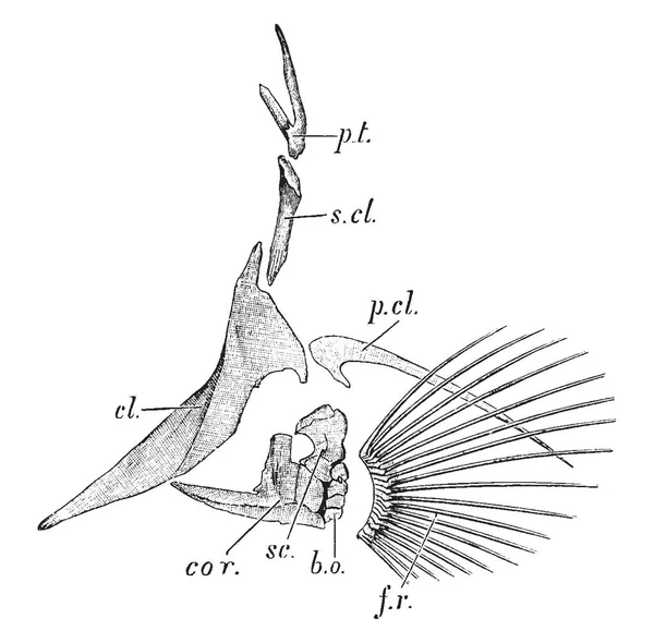 Bacalao Nombre Común Para Género Gadus Peces Demersales Dibujo Línea — Archivo Imágenes Vectoriales