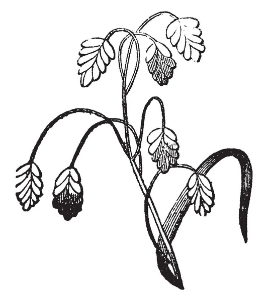 有两片叶子和一朵花 叶子的形状看起来像一颗心 花的花瓣有五个长茎 复古线画或雕刻插图 — 图库矢量图片