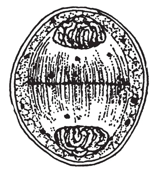 Árboles Arbustos Ornamentales Madereros Que Constituyen Género Quercus Familia Las — Archivo Imágenes Vectoriales