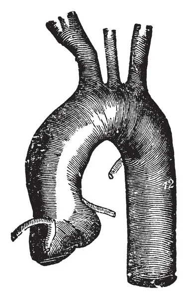 这张图代表胸主动脉和三分支从左向右是未命名的 复古线绘画或雕刻插图 — 图库矢量图片