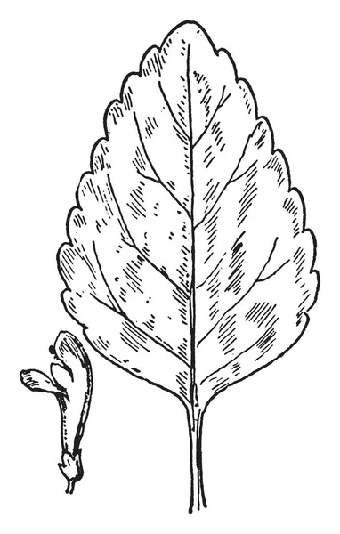 Leaf Cut Leaved Toothwort 植物はネイティブ北米ロッキー山脈 ビンテージの線描画や彫刻イラストの東 — ストックベクタ