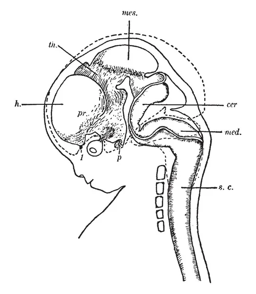 Illustration Represents Human Fetus Vintage Line Drawing Engraving Illustration — Stock Vector