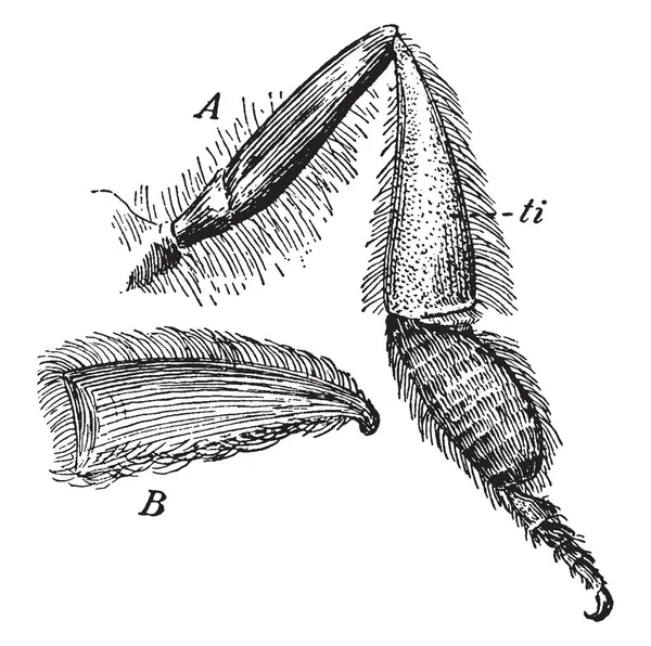 Правая Задняя Нога Медоносной Пчелы Замеченная Сзади Внутри Рисунок Винтажной — стоковый вектор
