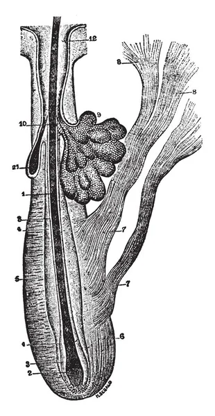 この図は 皮脂腺 ビンテージの線描画や彫刻イラスト — ストックベクタ