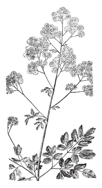 Картина Которой Изображены Листья Сложный Лист Листьев Листья Длинные Тонкие — стоковый вектор