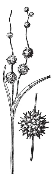 这是三叶草百合的一个分支 它有长茎有三片叶子和一朵花在顶部 复古线画或雕刻插图 — 图库矢量图片