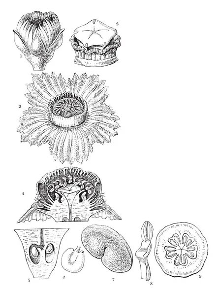 Diferentes Tipos Gorro Napoleón Hecho Con Flores Hojas Dibujo Línea — Archivo Imágenes Vectoriales