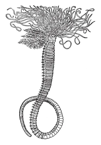 Amphitrite Ornata Uma Espécie Verme Família Terebellidae — Vetor de Stock