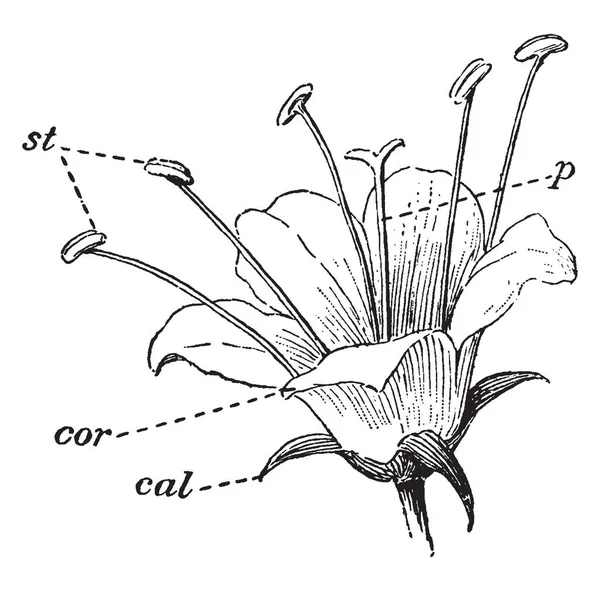 Рисунке Показаны Части Цветка Часть Cal Показывает Calyx Часть Cor — стоковый вектор