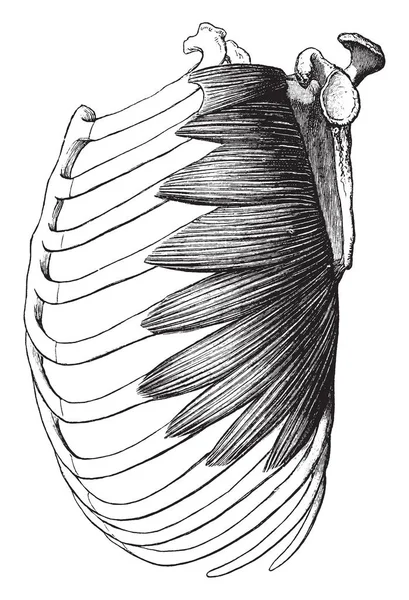 Deze Afbeelding Vertegenwoordigt Musculus Serratus Magnus Spier Vintage Lijntekening Gravure — Stockvector