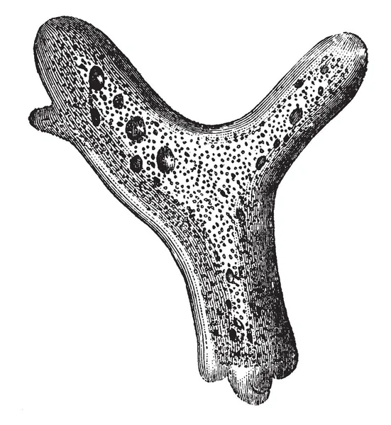 Ces Petites Créatures Ont Souvent Apparence Masses Petites Arrondies Dessin — Image vectorielle