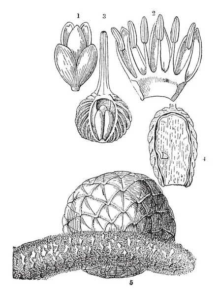 Una Imagen Varias Partes Palmera Sago Que Muestra Una Flor — Archivo Imágenes Vectoriales