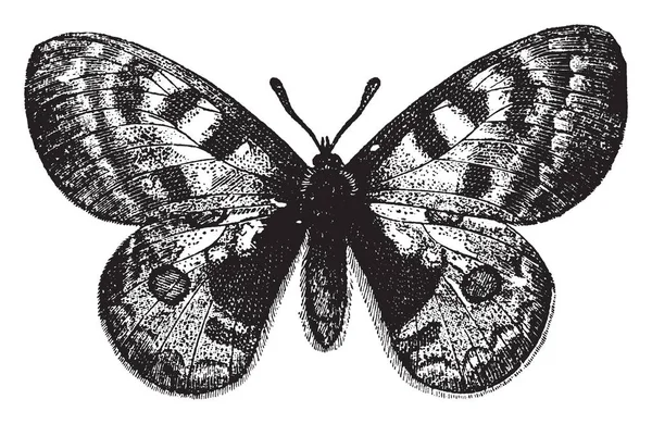 Parnassius Apollo Qui Apparaît Juin Juillet Dessin Ligne Vintage Illustration — Image vectorielle