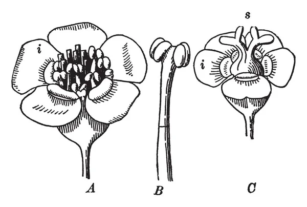 Een Foto Toont Een Deel Van Bloeiende Plant Van Wolfsmelkpijlstaart — Stockvector