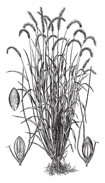 Staghorn Sumac Est Petit Arbre Pousse Parfois Comme Grand Arbuste — Image vectorielle