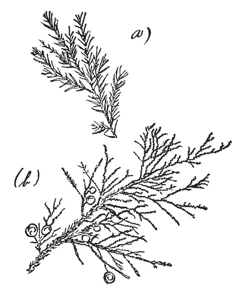 1822 1895 他是一名法国生物学家 微生物学家和化学家 复古线条绘画或雕刻插图 — 图库矢量图片