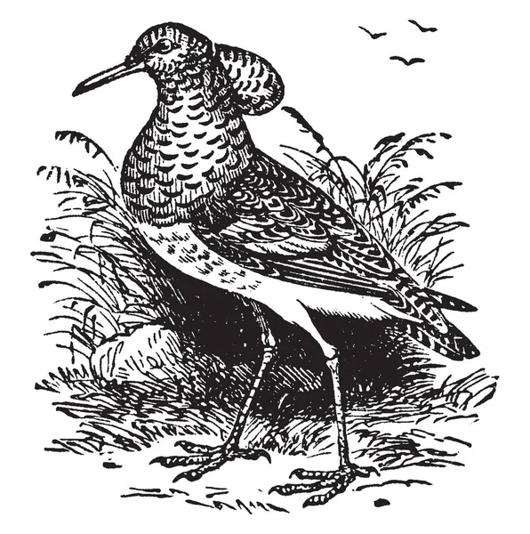 Ruff Fowl Est Oiseau Appartenant Aux Grallatores Échassiers Dessin Ligne — Image vectorielle