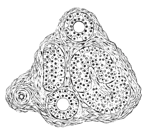 Glándulas Sudoríferas Cortadas Varias Direcciones Desde Piel Oreja Cerdo Dibujo — Archivo Imágenes Vectoriales