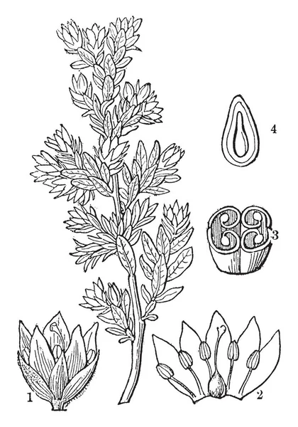 Цих Знімках Зображені Рослинні Частини Насіння Овальної Форми Квітки Дрібні — стоковий вектор