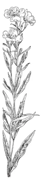 Рисунке Изображено Растение Sundrops Вместе Ярко Зелеными Длинными Листьями Золотисто — стоковый вектор