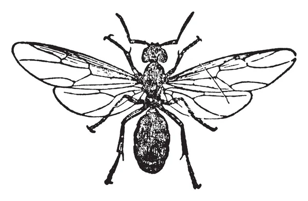 Pferdeameisenweibchen Die Größe Linienzeichnung Oder Gravierillustration Größten Sind — Stockvektor