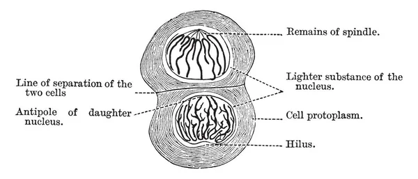 นตอนของวงจรเซลล Karyokinesis Mitosis งออกเป นตอนการวาดเส นเทจหร อการแกะสล — ภาพเวกเตอร์สต็อก