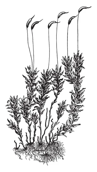 Jedná Obrázek Sporophytes Catharinea Leaves Jsou Malé Protáhlé Vintage Kreslení — Stockový vektor