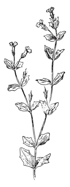 画像は 星草植物を示しています ほふく茎が太い 長い節間の土の表面の上のアーチと それは高速成長する植物 ビンテージの線描画や彫刻イラスト 地下の根茎をもつ堅牢な匍匐枝の多年生の草 — ストックベクタ