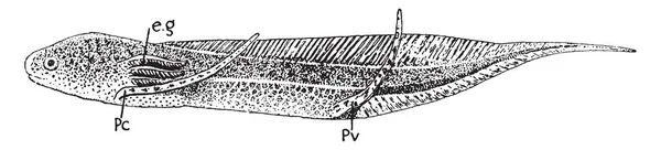 Cette Illustration Représente Larve Lungfish Africaine Dessin Ligne Vintage Illustration — Image vectorielle