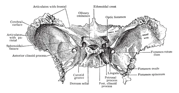 Illustration Represents Sphenoid Bone Vintage Line Drawing Engraving Illustration — Stock Vector