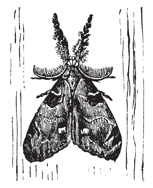 タソック蛾は約 350 の知られている属 ビンテージの線描画や彫刻イラストと蛾の家族 — ストックベクタ